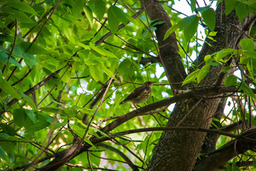 Wildlife. Starling on the branches of a tree. On a Sunny summer day.