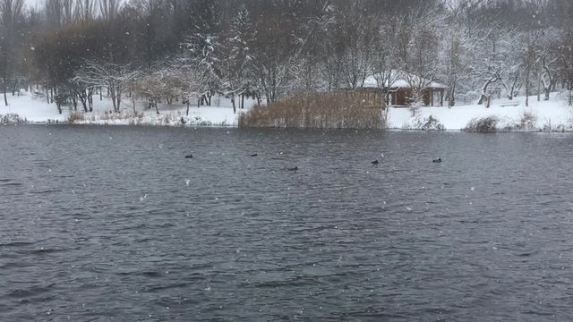 Wild ducks swim on a winter lake