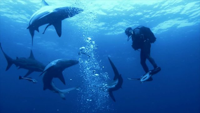 Sharks surround scuba diver