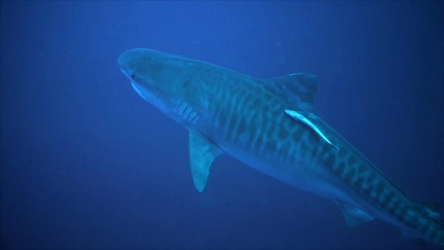 Tiger shark and scuba diver