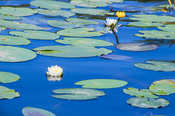 Strelka Aquatic plants of the Kotorosl river