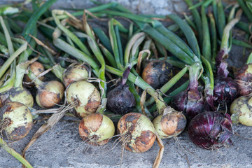 Pile of home grown organic harvested onions