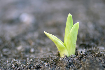 Young plant growing out from soil on a spring day