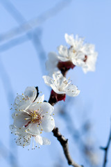 Cherry blossom on a sunny day in April