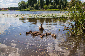 Duck on the shore of the Damansky  island of Yaroslavl