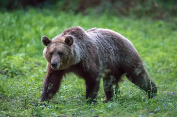 Portrait of the Brown Bear on the forest meadow
