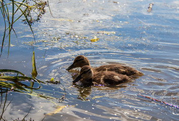 Duck on the shore of the Damansky  island of Yaroslavl
