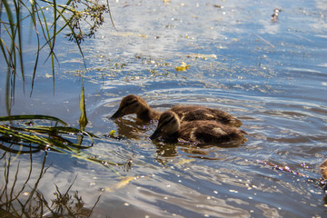 Duck on the shore of the Damansky  island of Yaroslavl