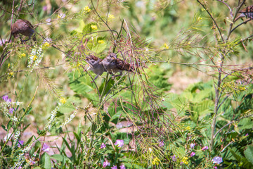 Melilotus albus Medik. Sparrows in the thickets of sweet clover on the Bank of the Kotorosl in Yaroslavl.