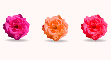 Set of three rose flowers isolated on each backround