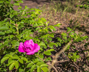 A delicate flower of wild rose. Yaroslavl. Beautiful summer day.