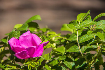 A delicate flower of wild rose. Yaroslavl. Beautiful summer day.