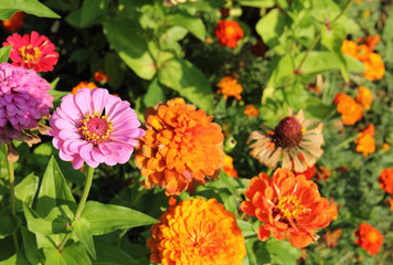 Flowers in the garden on a sunny day.