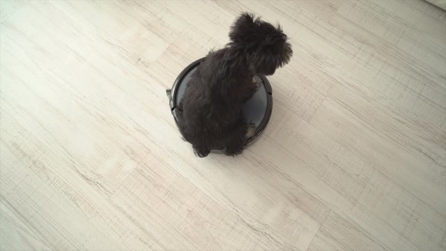 Puppy sitting on robotic vacuum cleaner