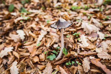 Mushroom in the forest