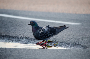 Dove drinks water from a puddle