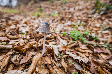 Mushroom in the forest