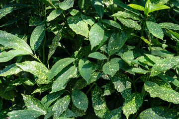 Beautiful spotted leaves Aucuba japonica Crotonifolia or Japanese laurel Crotonifolia in ...