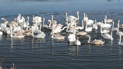 swans on lake