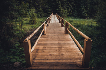 Carpathian forest in summer