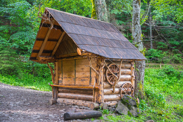 Carpathian forest in summer