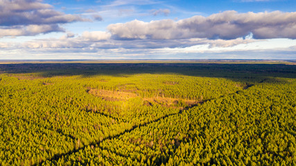 Aerial view over sunlit coniferous woodland massif in central Estonia