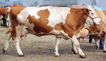 A walking cow profile on the Agricultural fair.