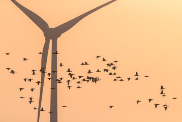 White-fronted geese (Anser albifrons) fly in the sunset colored sky with the wind turbine in the background. Wind farms are considered as important risk for resident and migratory birds