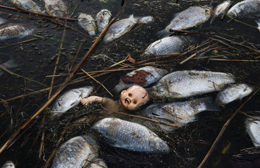 Abandoned baby doll, occasionally floating among dead fish on the sea. This symbolic image remind,...