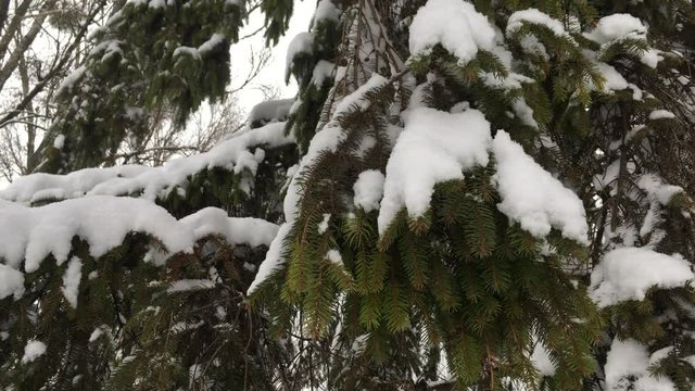 The wind swings the snow-covered branch of the Christmas tree