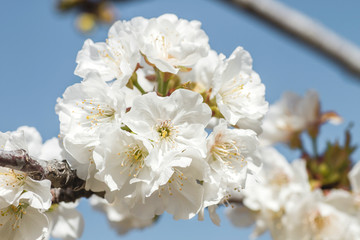Cherry blossom flowers close up