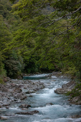 Millford Sound. Fjordland. New Zealand. Creek and forest