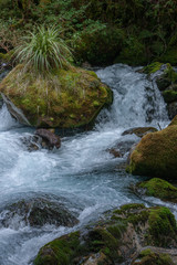 Millford Sound. Fjordland. New Zealand. Creek and forest