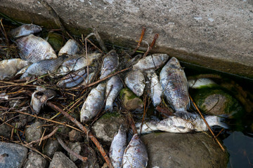 Group of dead fish floating in the harbor waters in Kihnu, Pärnu county, Baltic Sea sea is...