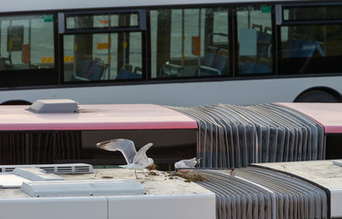 Pair of Herring Gulls start nest building on top of  roof of the the public transport bus, in terminal hub. The nest was damaged and abandoned, then bus went to the service after few hours later.