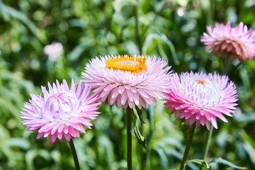 Helichrysum ( Straw flower) blooming outdoors. (Helichrysum bracteatum) 
