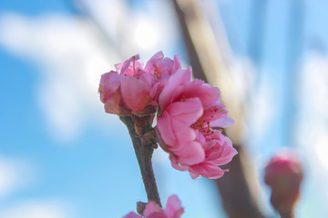 Fototapeta na wymiar pink rose on blue sky background. The pink Wild Himalayan Cherry, Sour cherry flower that blooms in early winter.