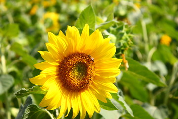 sun flower in garden. close up flower.