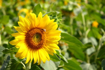 sun flower in garden. close up flower.
