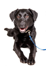 Czarny, leżący labrador na białym tle