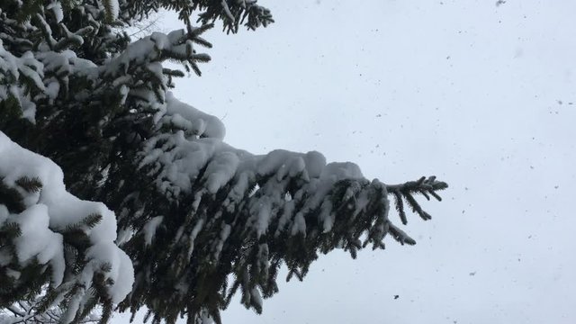 Thick snow falls on the tops of fir trees