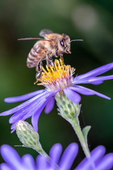 Bee - Apis mellifera - pollinates an aster