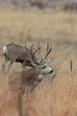 Buck Mule Deer in Autumn in Colorado