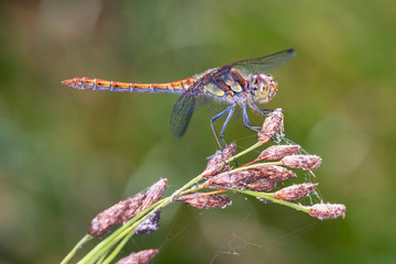 Common darter dragonfly - sympetrum vulgatum resting on a branch