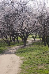beautiful spring flowering of fruit trees
