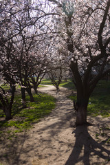 Fototapeta na wymiar beautiful spring flowering of fruit trees