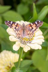 Painted Lady or Cosmopolitan butterfly - Vanessa cardui - rsucks nectar from the blossom of a zinnia with his trunk