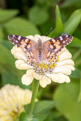 Painted Lady or Cosmopolitan butterfly - Vanessa cardui - rsucks nectar from the blossom of a...