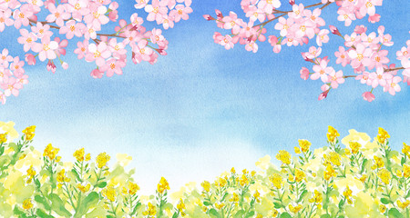 Fototapeta na wymiar 青空と菜の花と桜の風景。水彩イラスト。