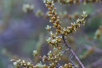 beautiful spring bloom of an ablipih tree